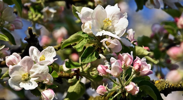 Close up of blossoms and buds on an apple tree