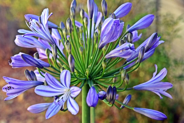 Foto prossimo piano dei fiori blu di agapanthus