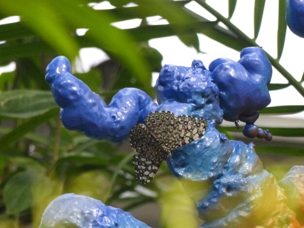 Photo close-up of blue berries growing on tree