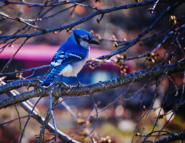 Close-up of blue bird perching on bare tree