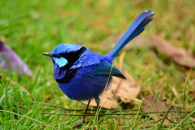 Photo close-up of blue bird perching on field