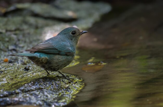 湖岸に座っている青い鳥のクローズアップ