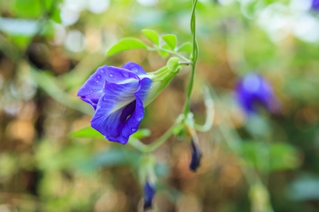 庭の青い蝶エンドウ豆の花をクローズアップ