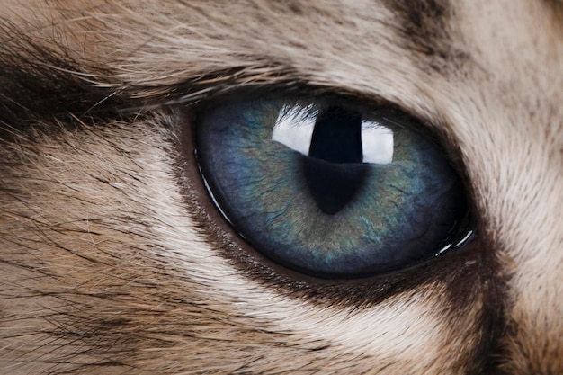 Photo close up of a blue cats eye