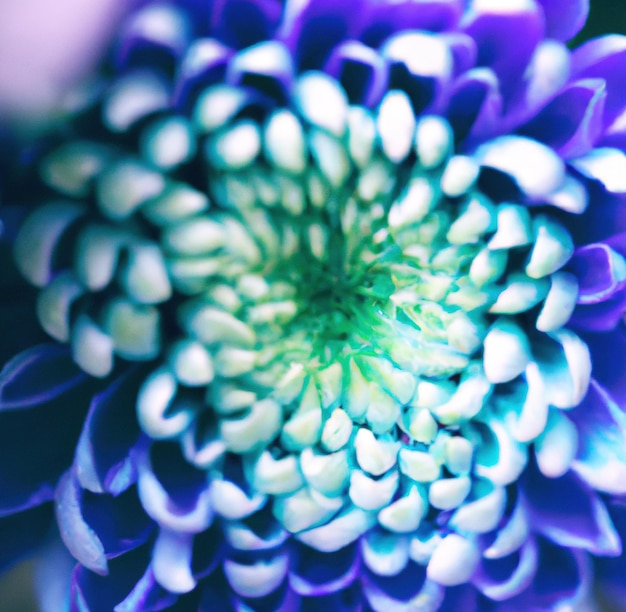 Close up of blue chrysanthemums with multiple petals on black background