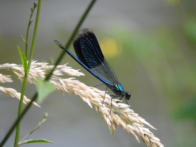 Photo close-up of blue damselfly on grass
