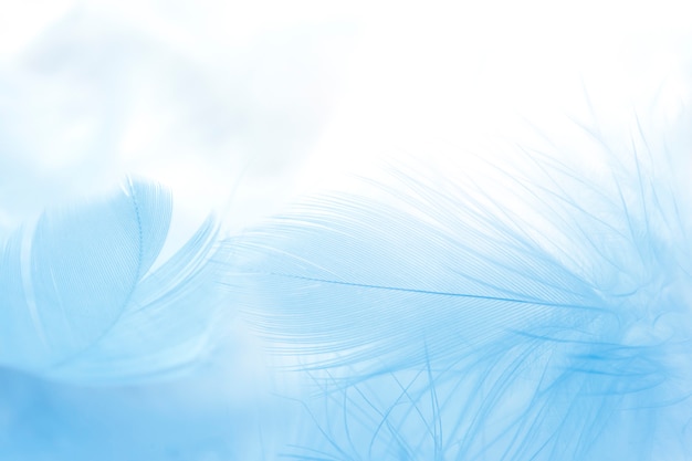 close up blue feather background