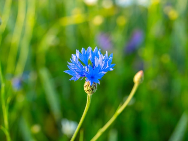 日没時のフィールド上の青いフィールドの花のクローズアップ