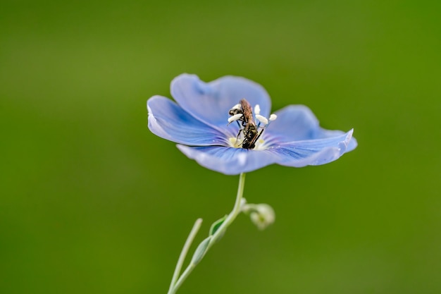 Close up of blue flax flower with a bee