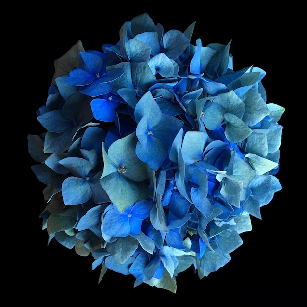 Close-up of blue flower against black background