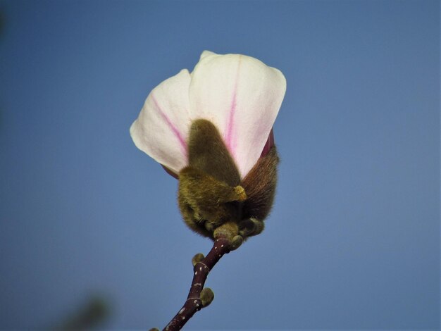 Close-up of blue flower against clear sky