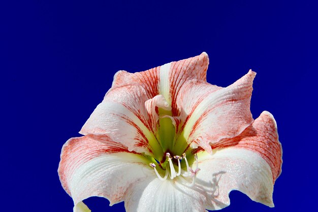 Foto close-up di un fiore blu sullo sfondo bianco