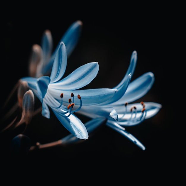 Photo close-up of blue flower over black background