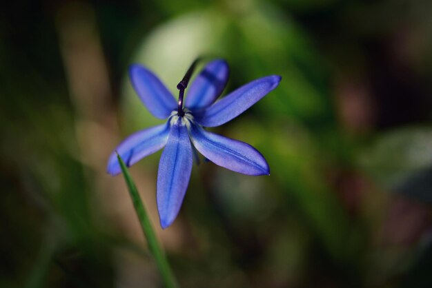 Foto close-up di un fiore blu in fiore