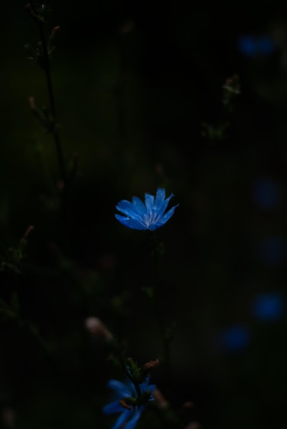 Close up of blue flower in the garden