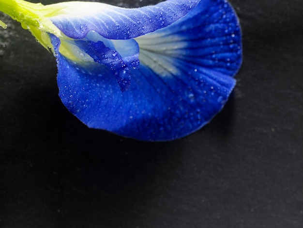 Foto close-up di un fiore blu sul tavolo