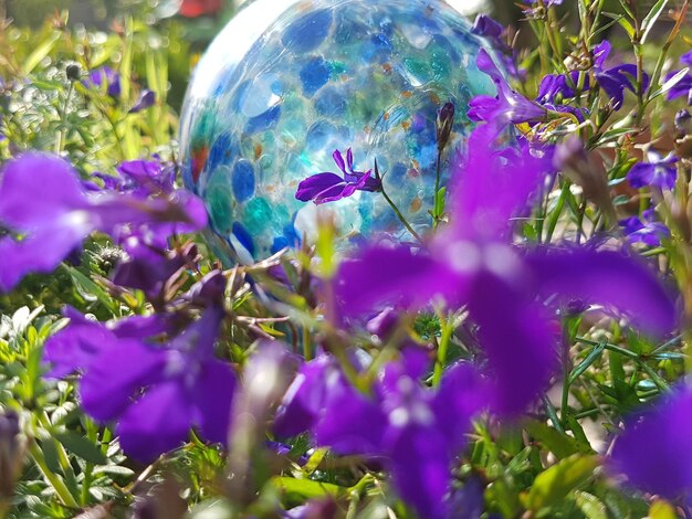 Close-up of blue flower tree