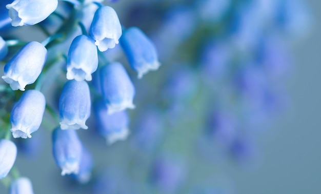 背景に青い花を持つ青い花の接写。