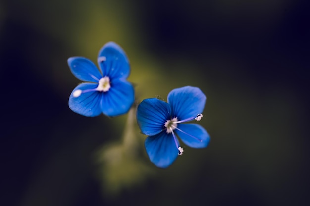 A close up of a blue flower with a dark background