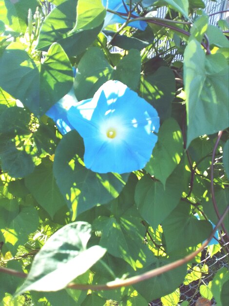 Close-up of blue flower with green leaves