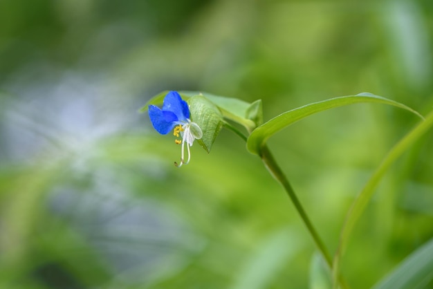 close-up of blue flower
