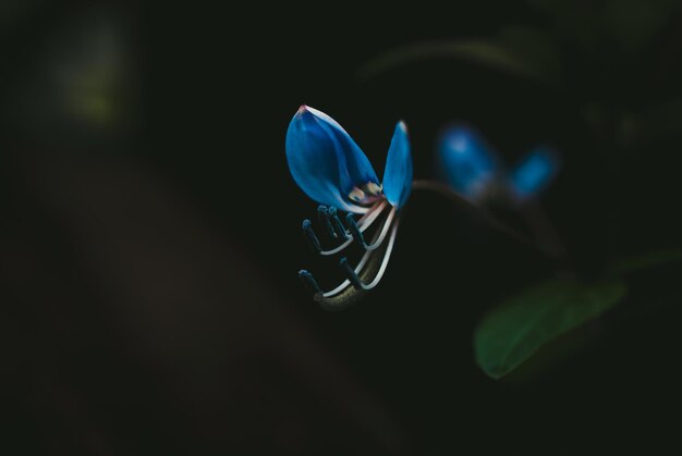 Photo close-up of blue flower