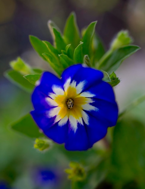 Foto prossimo piano del fiore blu