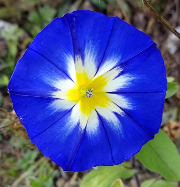 Close-up of blue flower