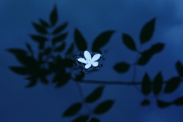 藍色花的近距離拍攝