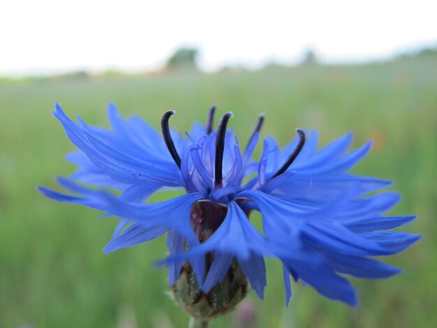 Close-up of blue flower