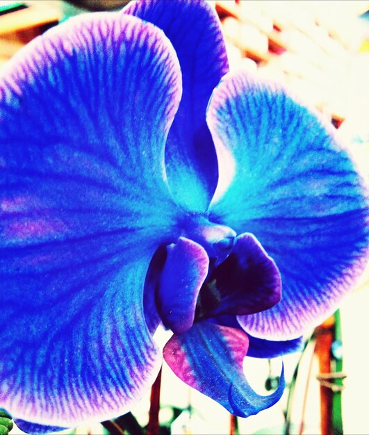 Close up of blue flower