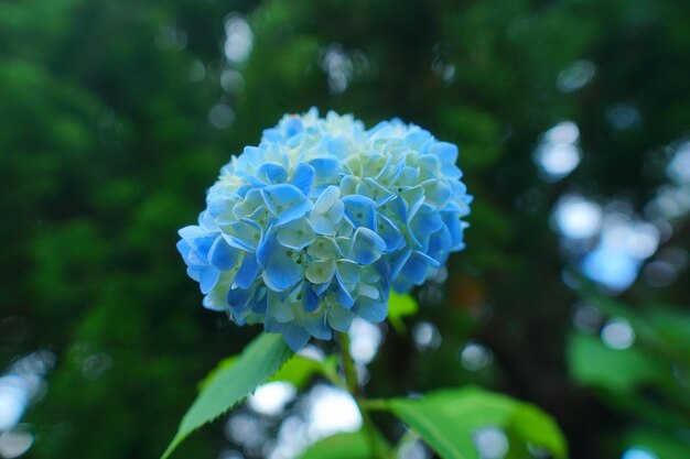 Close-up of blue flowering plant in park