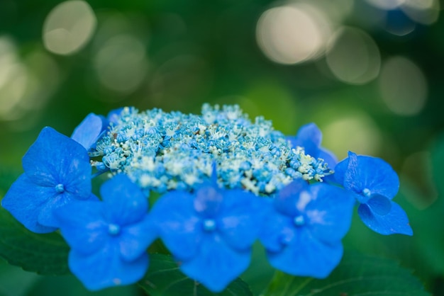 Foto prossimo piano di una pianta a fiori blu