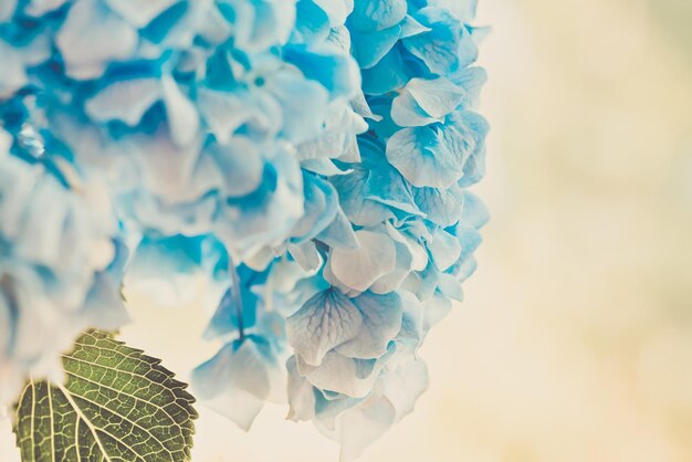 Foto prossimo piano di una pianta a fiori blu