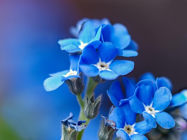 파란 꽃 이 피는 식물 의 클로즈업