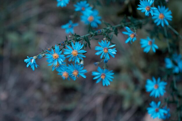 Photo close-up of blue flowering plant