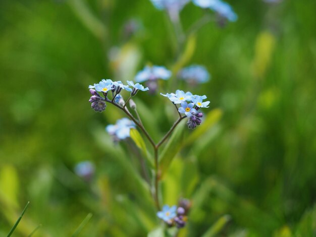 Photo close-up of blue flowering plant