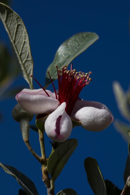 Close-up of blue flowering plant