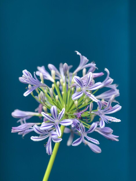 Close-up of blue flowering plant