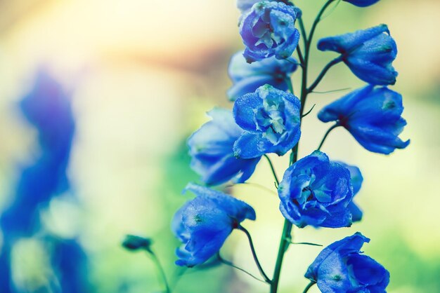 Close-up of blue flowering plant