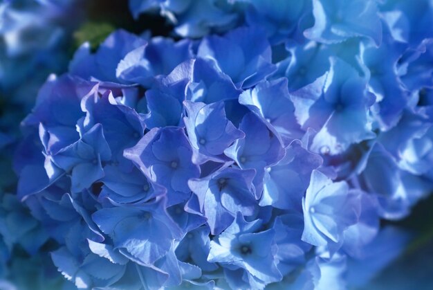 青い花の植物のクローズアップ