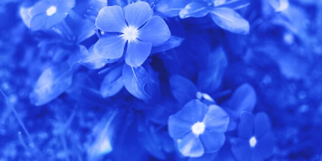 Close-up of blue flowering plant