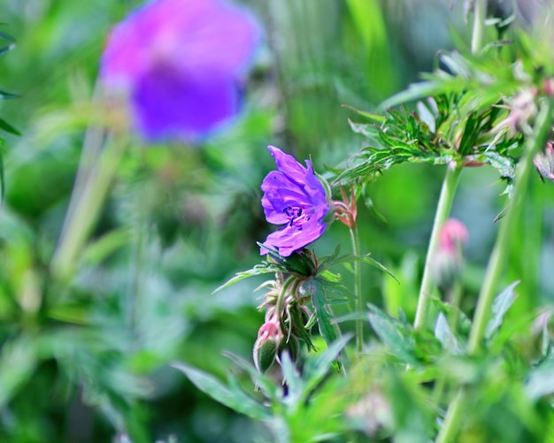 Foto prossimo piano di una pianta a fiori blu