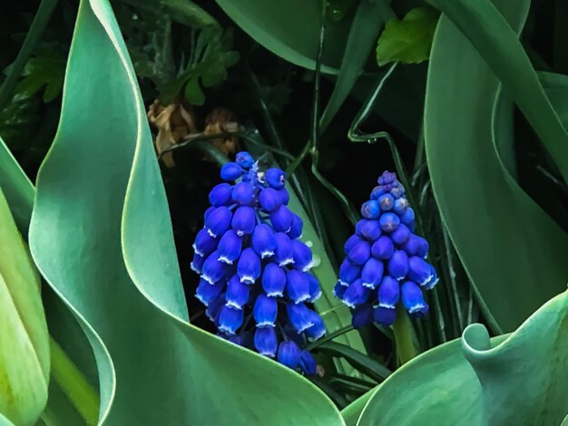 Close-up of blue flowering plants