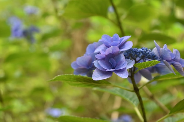close-up of blue flowers blooming in forest