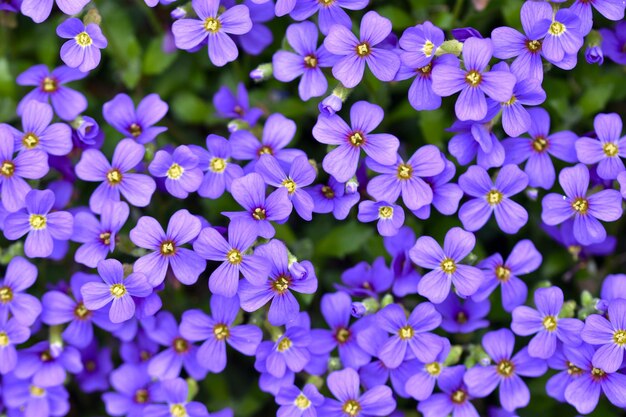 Close-up of blue flowers blooming outdoors