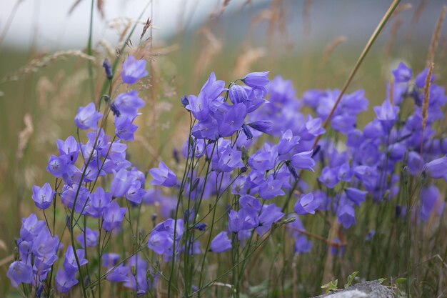 Close-up of blue flowers growing on field