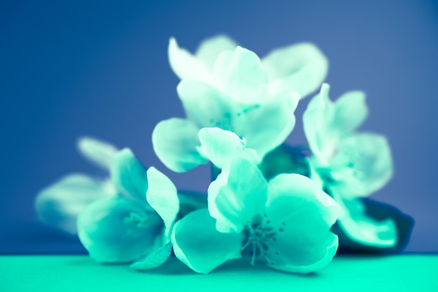 Photo close-up of blue flowers on table