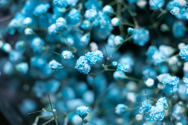 Photo close-up of blue flowers