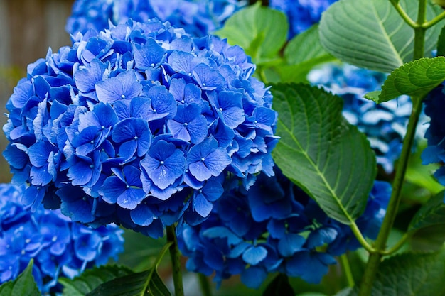 Foto prossimo piano di un'ortensia blu in fiore all'aperto